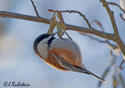 Parus rufescens